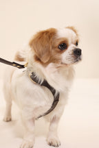 Harness
