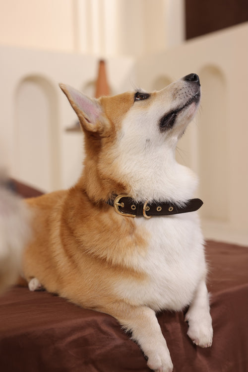 Essential Collar