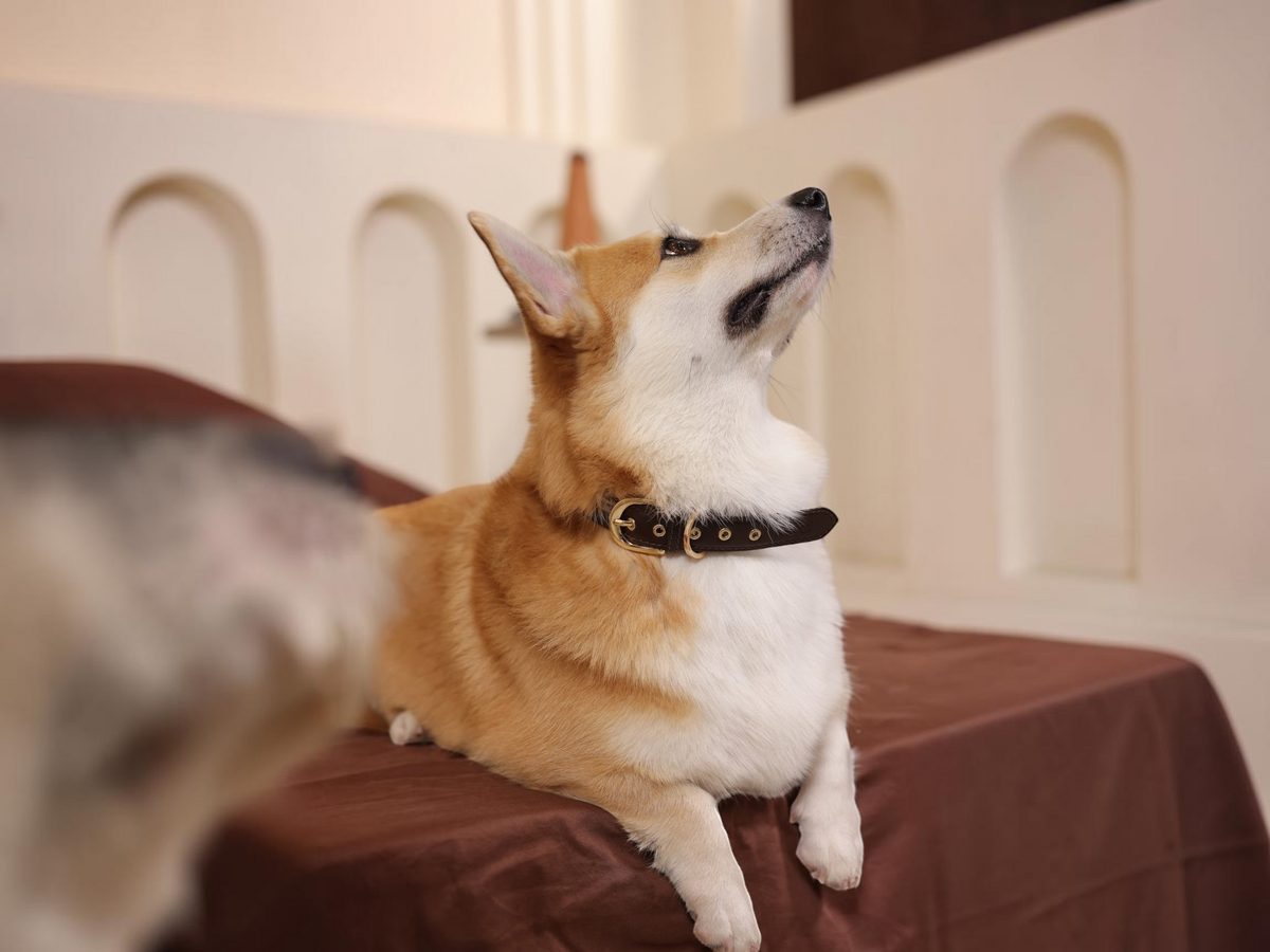 The bond Essential Collar in dark brown leather worn by a corgi sitting on a brown surface