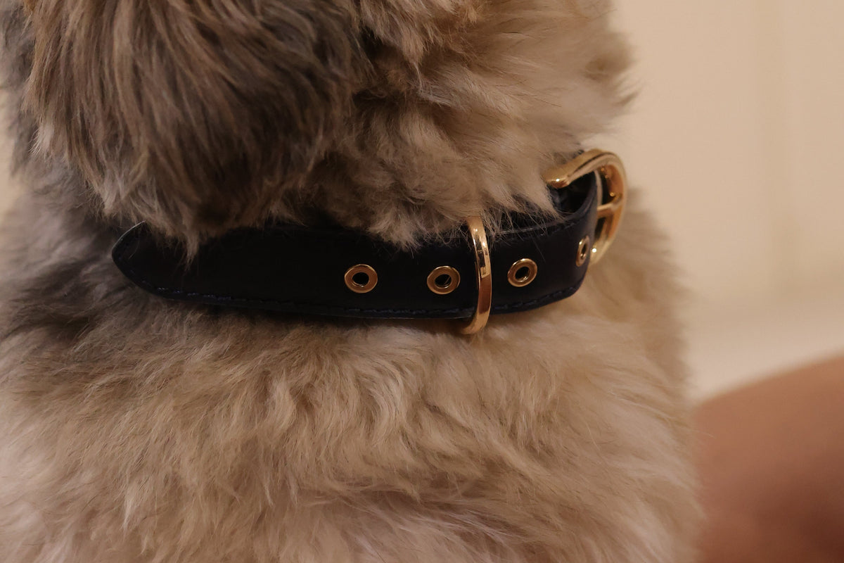 Essential Collar