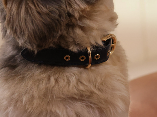 The bond Essential Collar in navy blue leather with gold hardware worn by a fluffy dog