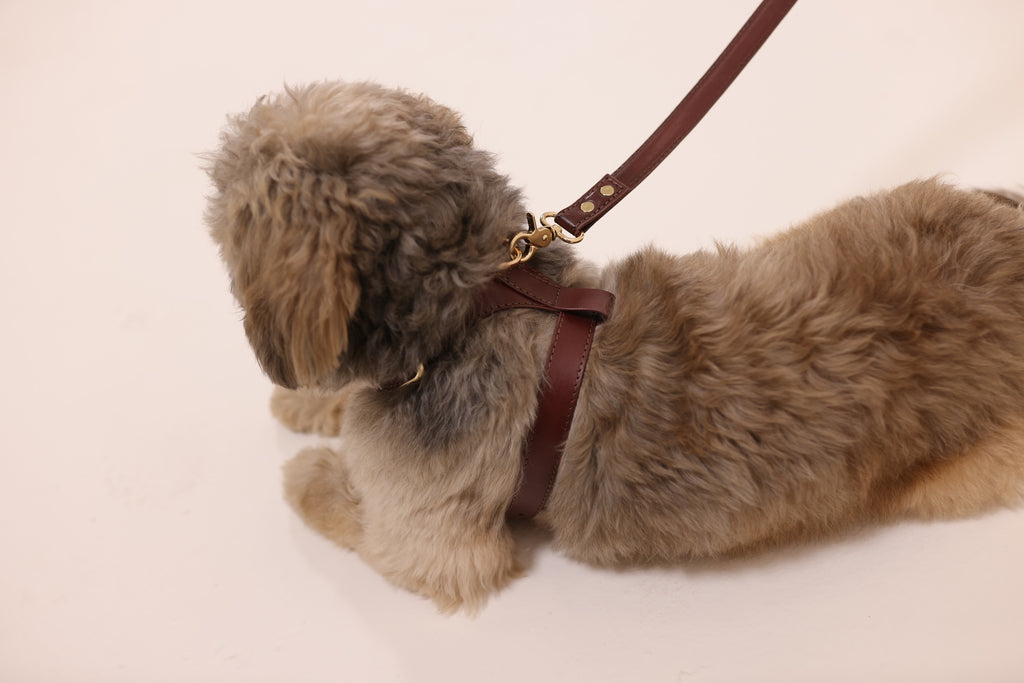 Harness