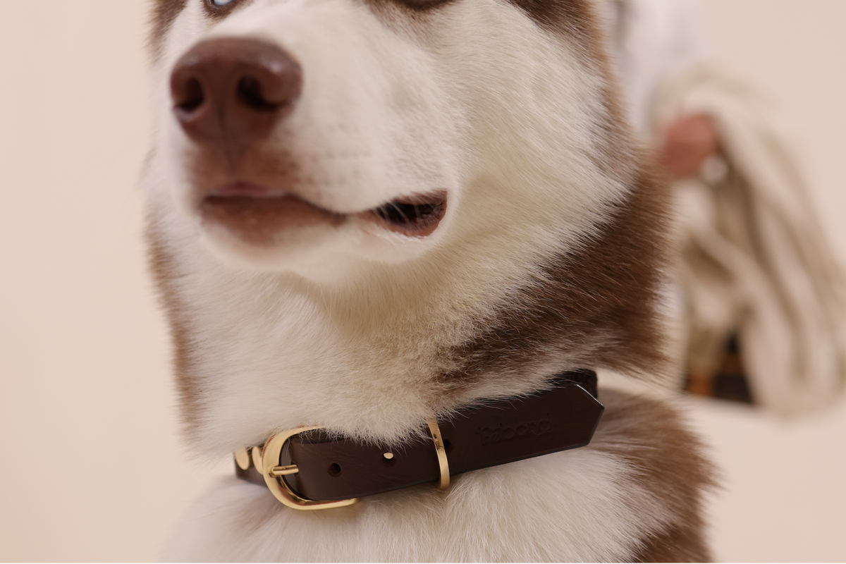 Statement Collar