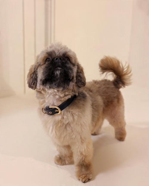 The bond Essential Collar in black leather with gold hardware worn by a small fluffy dog on a neutral background