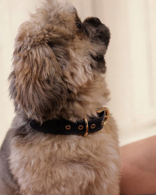 The bond Essential Collar in black leather with gold hardware worn by a small fluffy dog looking upwards