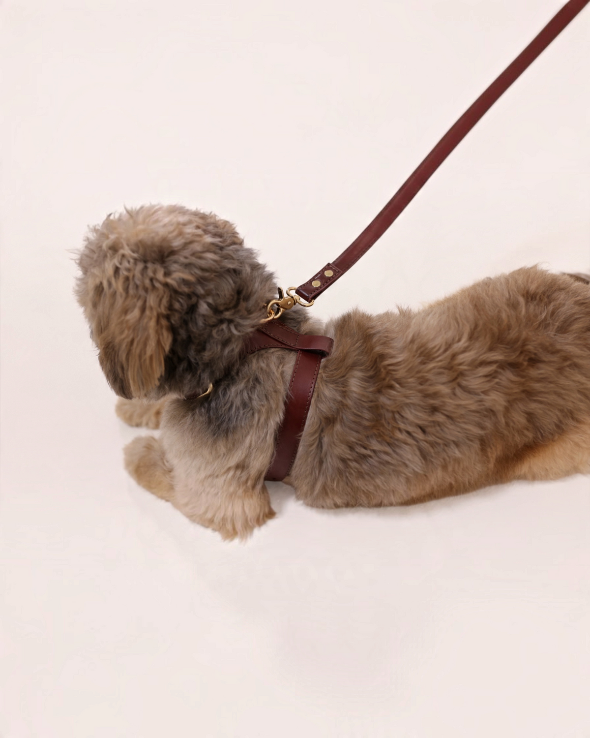 The bond leather dog harness in brown with gold hardware worn by a small fluffy dog on a leash