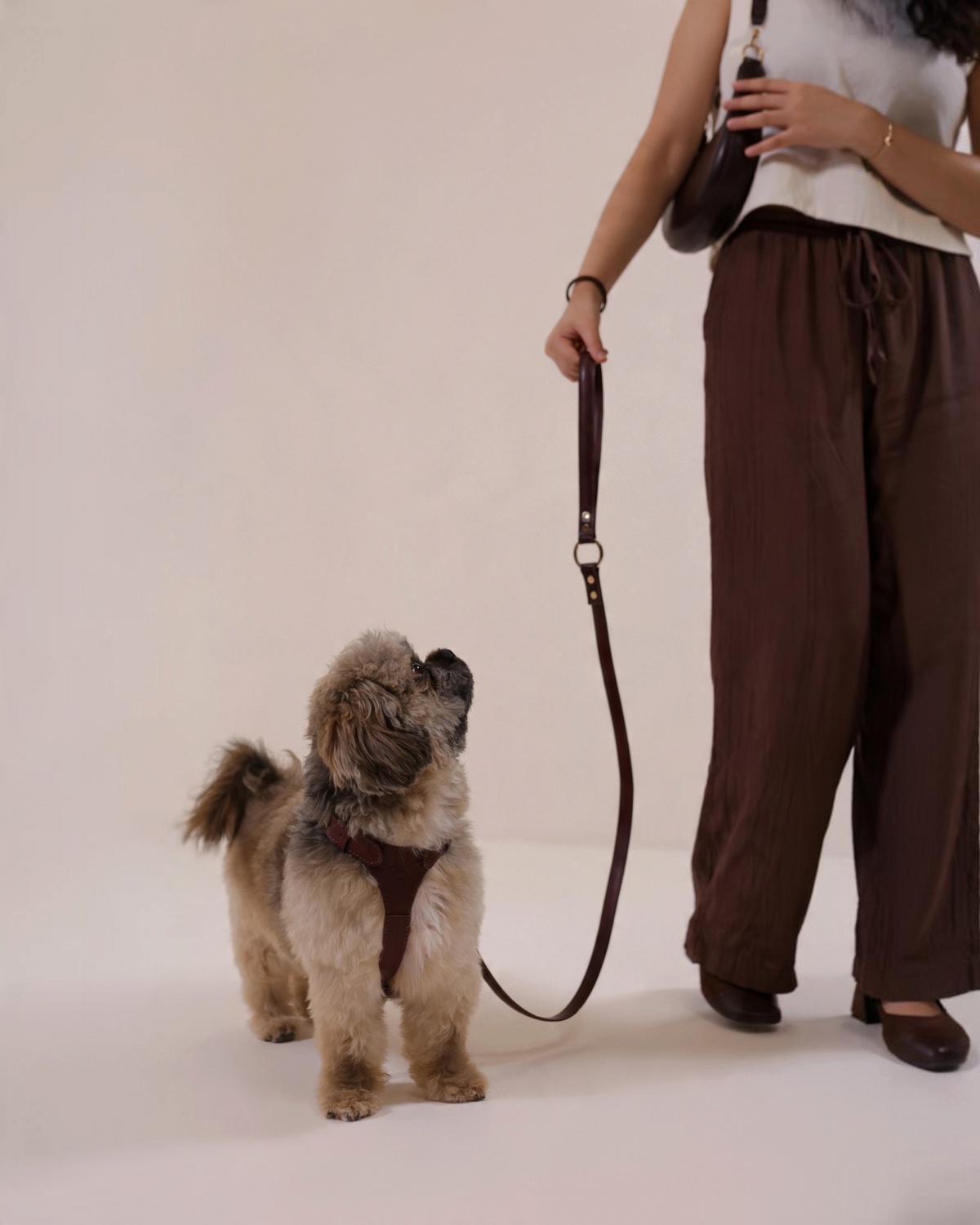 The bond brown vegetable tanned leather dog lead held by a person standing next to a small fluffy dog in a harness