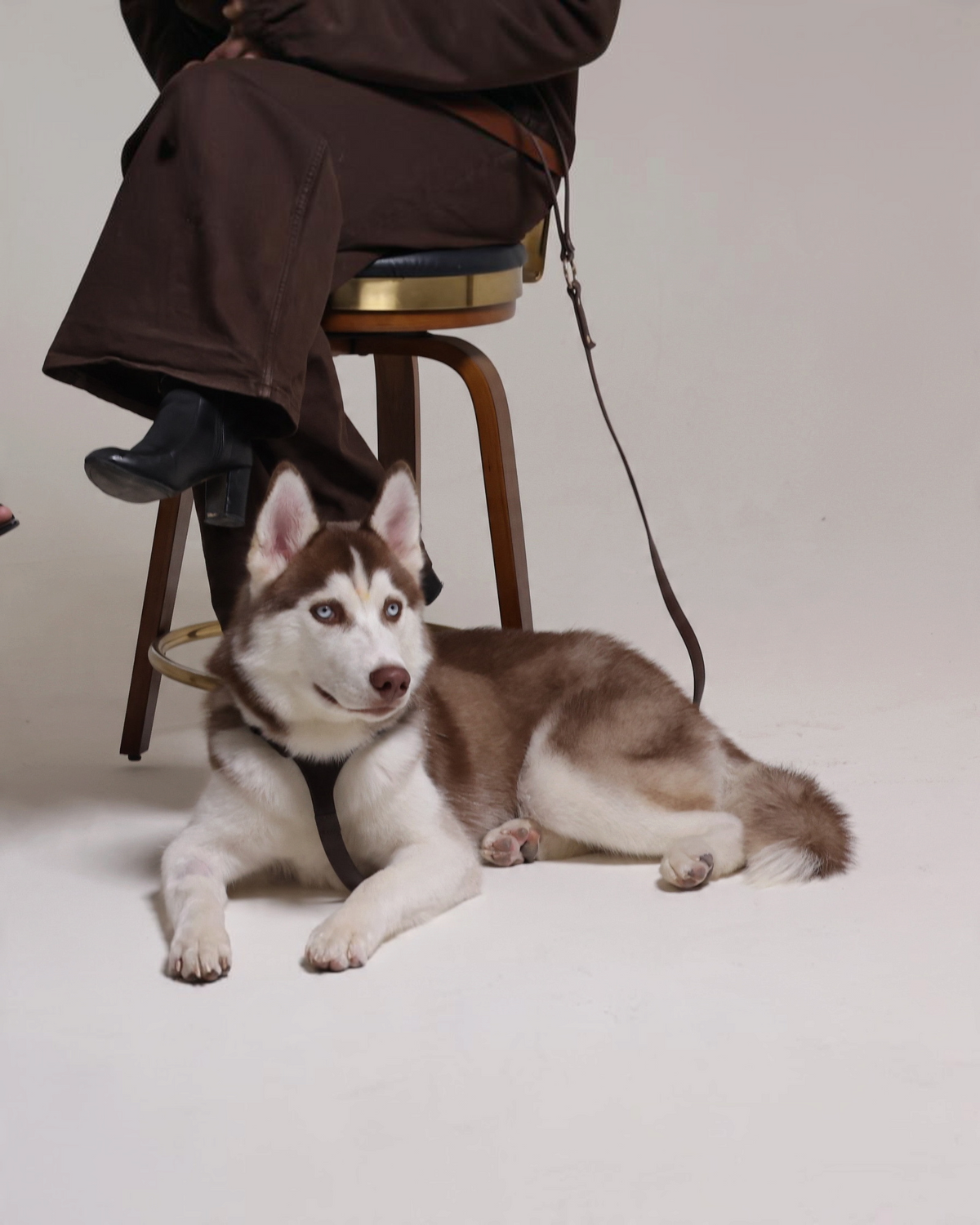 The bond Essence vegetable tanned leather dog harness on a brown and white husky sitting on a studio floor