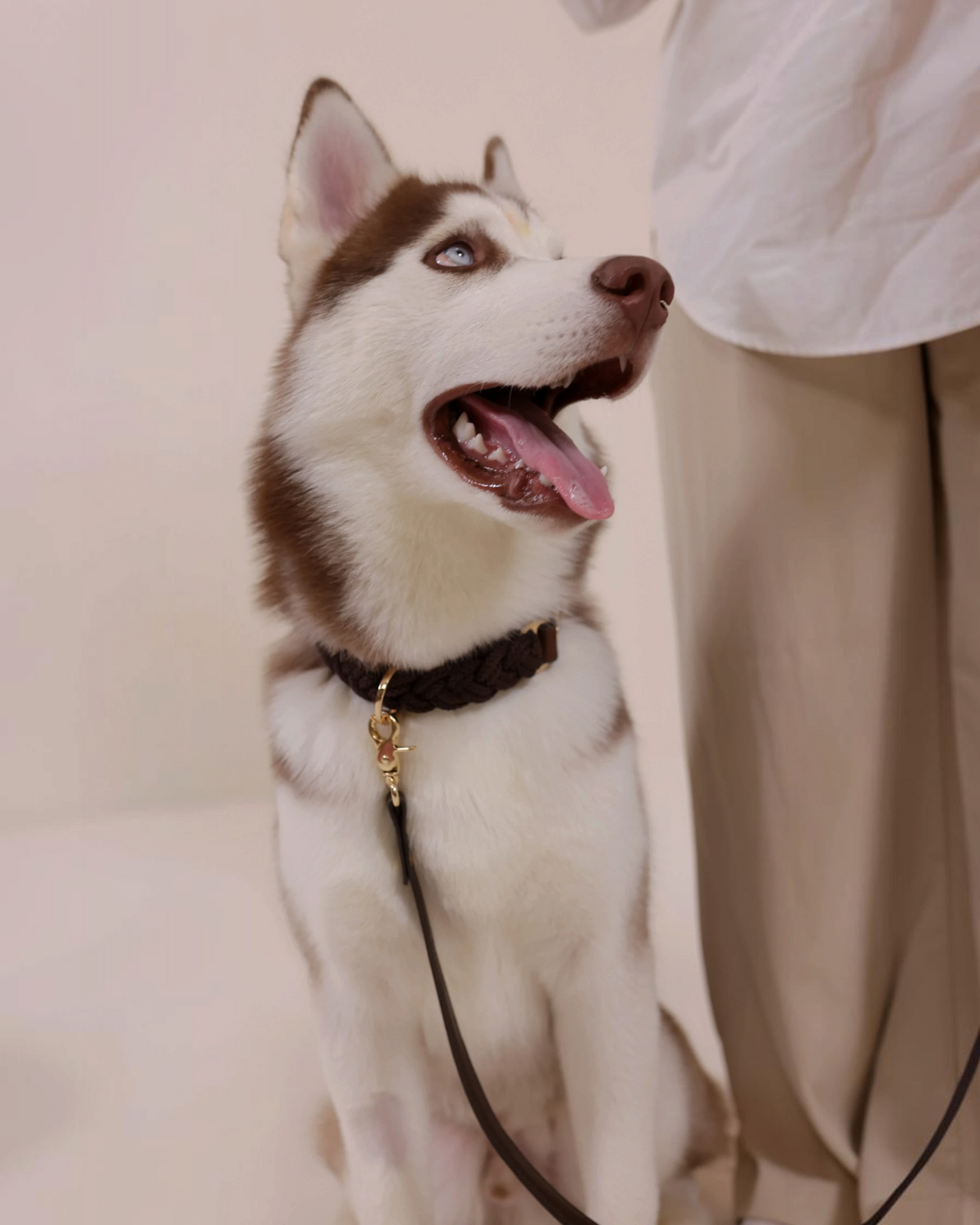 The bond Heirloom brown braided leather dog collar with solid brass hardware worn by a husky