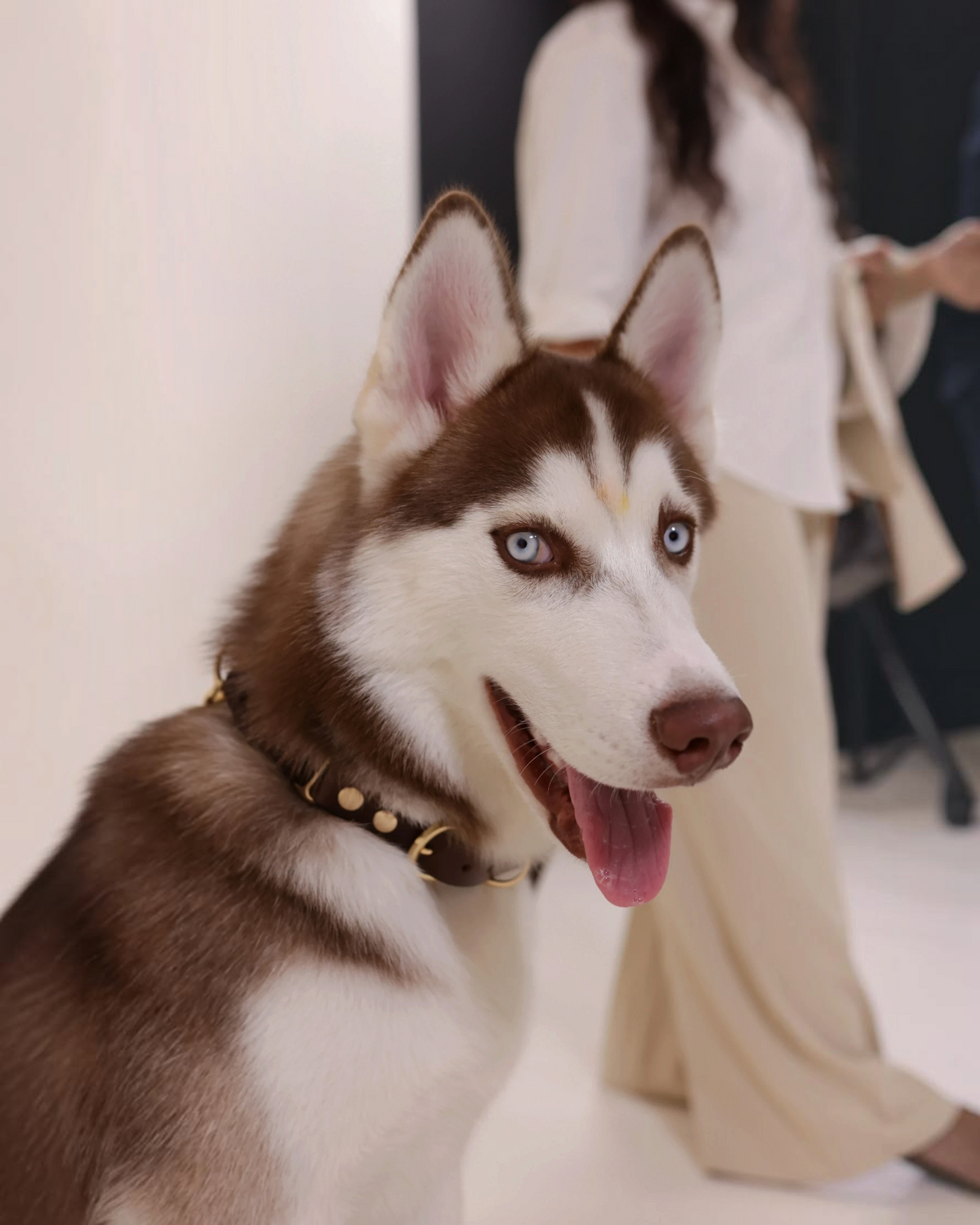 The bond Heirloom brown full-grain leather dog collar with gold hardware worn by a husky