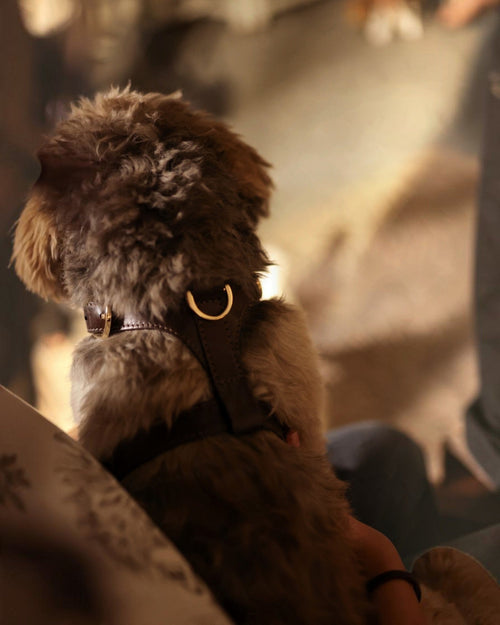 The bond leather dog harness with gold hardware worn by a small dog, showing the back D-ring and adjustable straps.