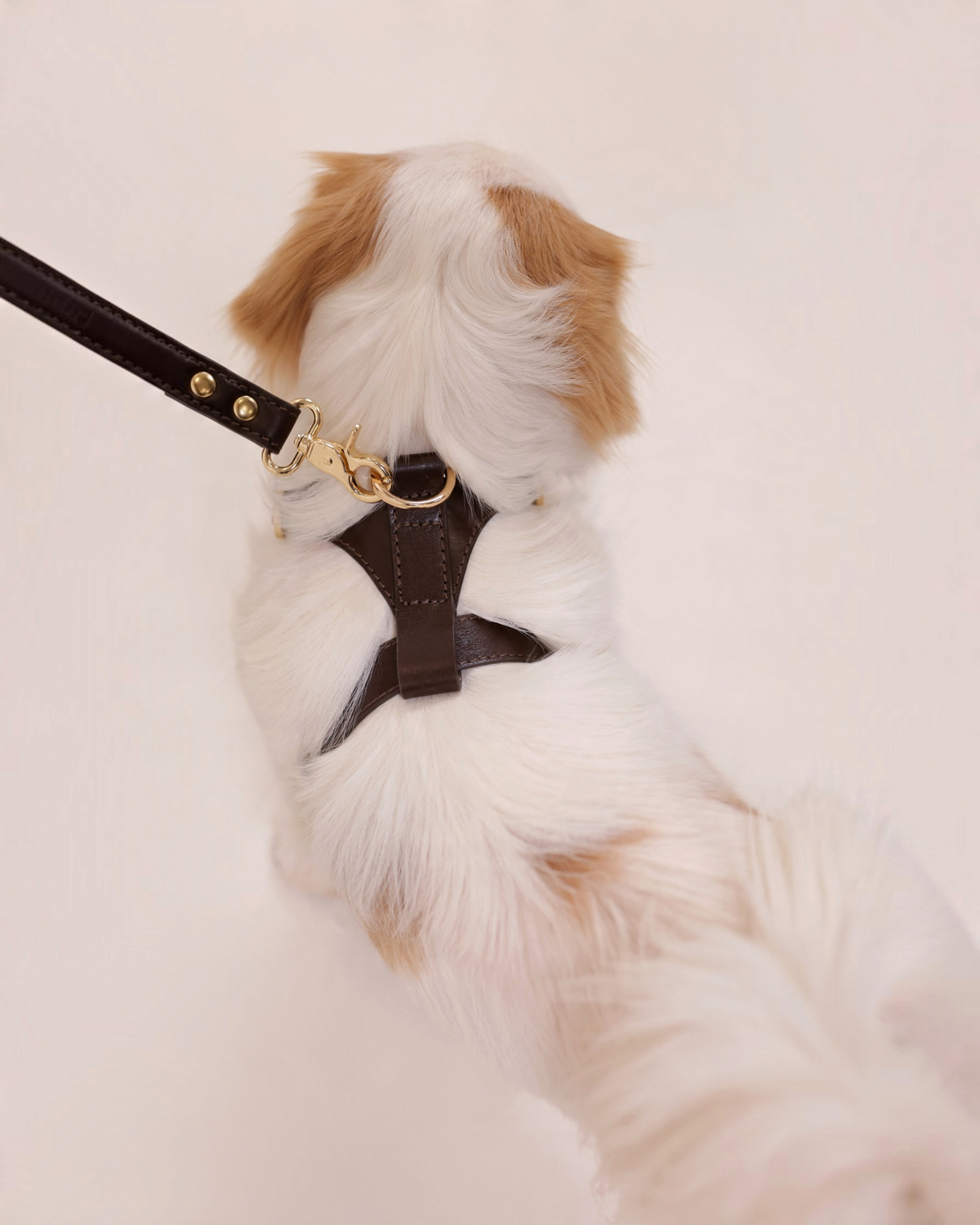 The bond leather dog harness with gold hardware and matching lead on a small white and tan dog