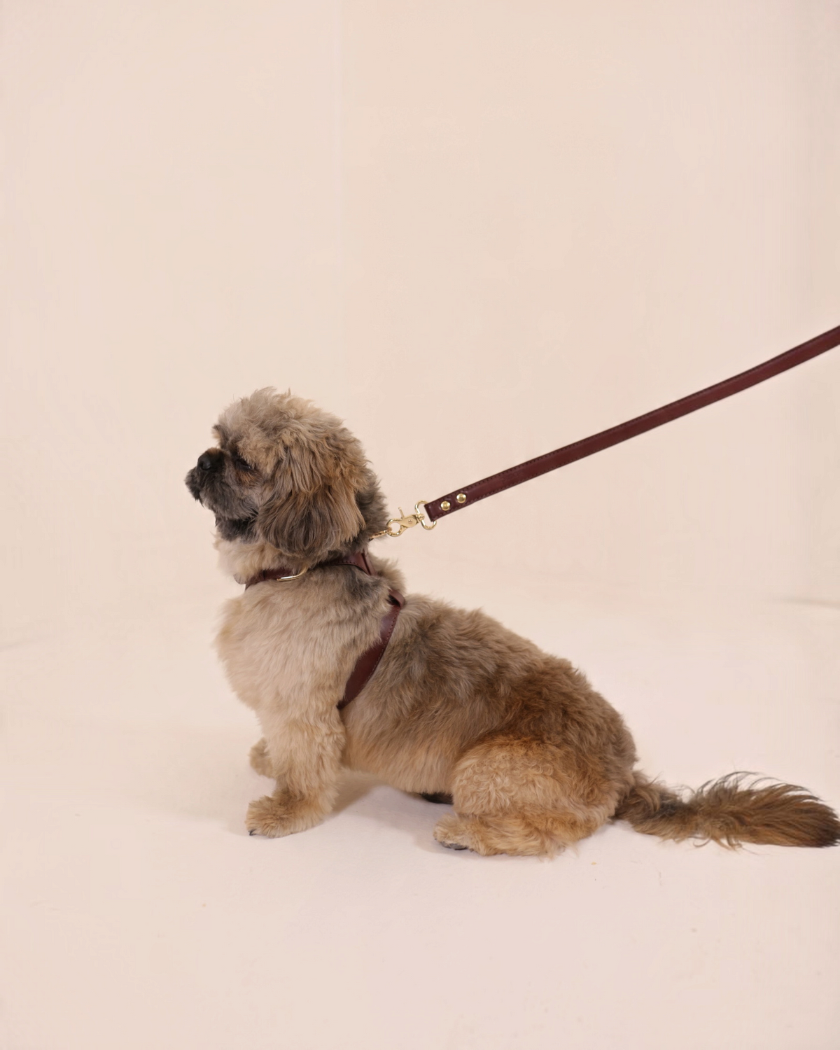 The bond vegetable tanned leather dog lead in dark brown with gold hardware attached to a small dog in a studio